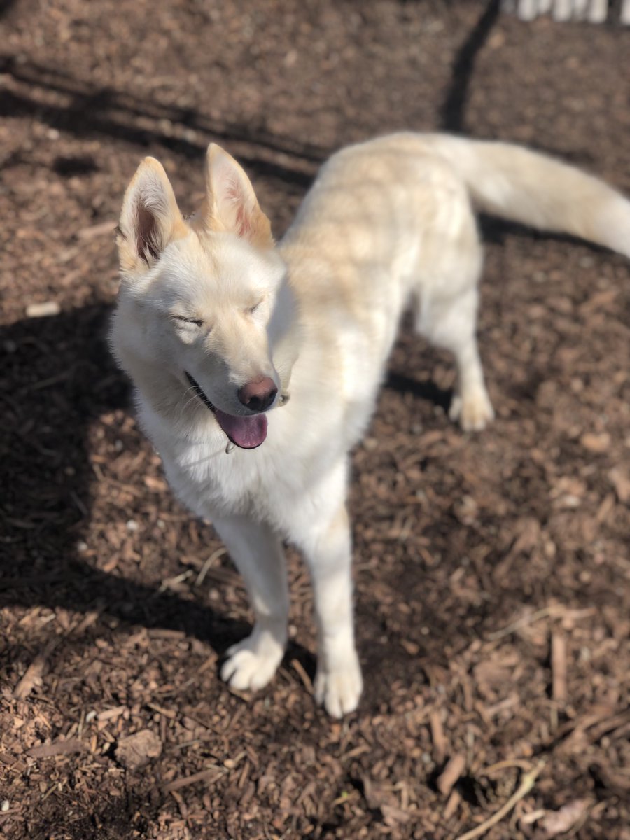 Suns out, smiles out.  Happy Sunday all! 
#Rescue #SundayFunday