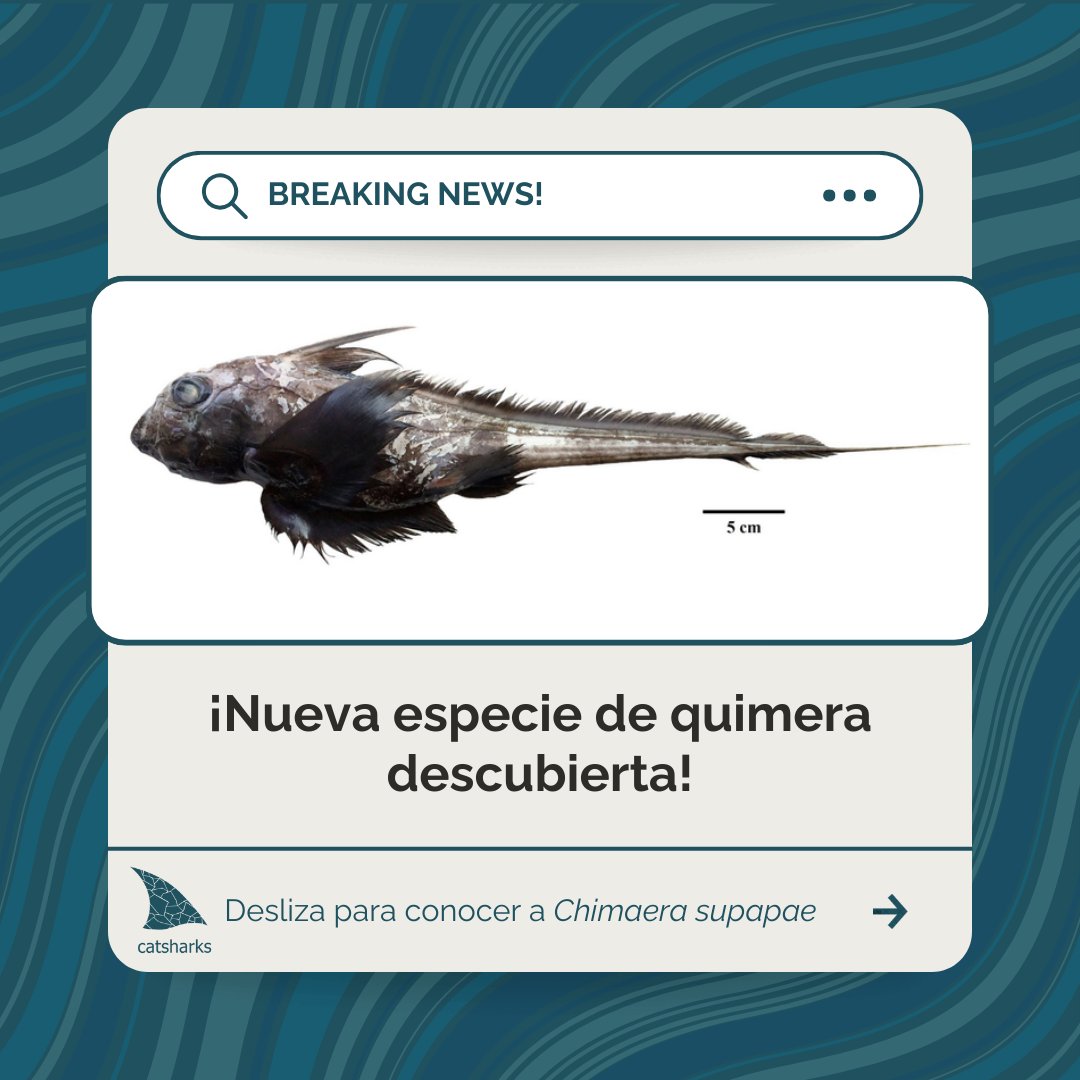 Cat_Sharks's tweet photo. Se ha descrito una nueva especie de quimera en el océano Índico! 🧐👻🦈

Se trata de Chimaera supapae, una especie de quimera de la familia Chimaeridae 📚🤓

¡Conozcámosla con un #hilo! 🧶

#Divulgación #Mediterráneo #Conservación #Tiburones #Rayas #Quimeras #Educación #Ciencia https://t.co/Bx1fHsx5p3