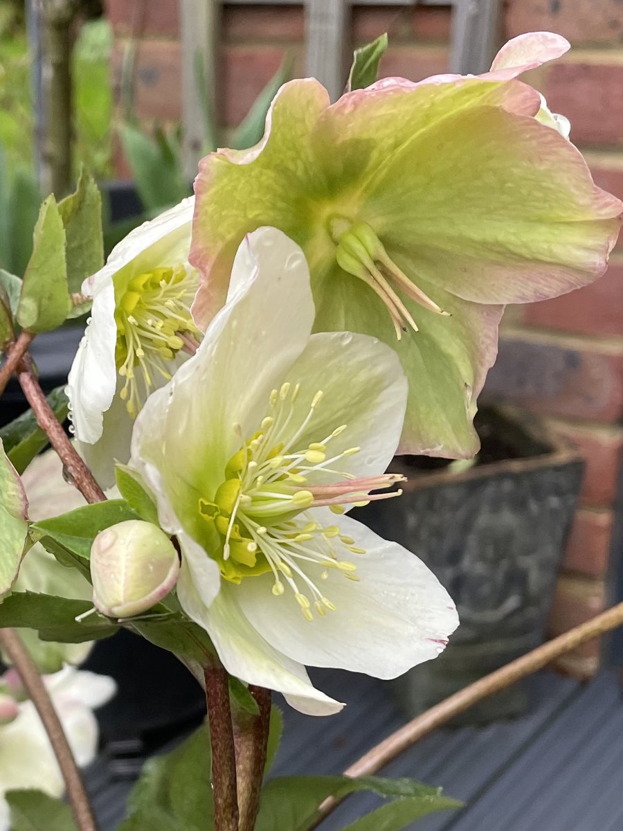 Hellebore enjoying the rain more than me! #hellebores #springgardening #rain #gardening