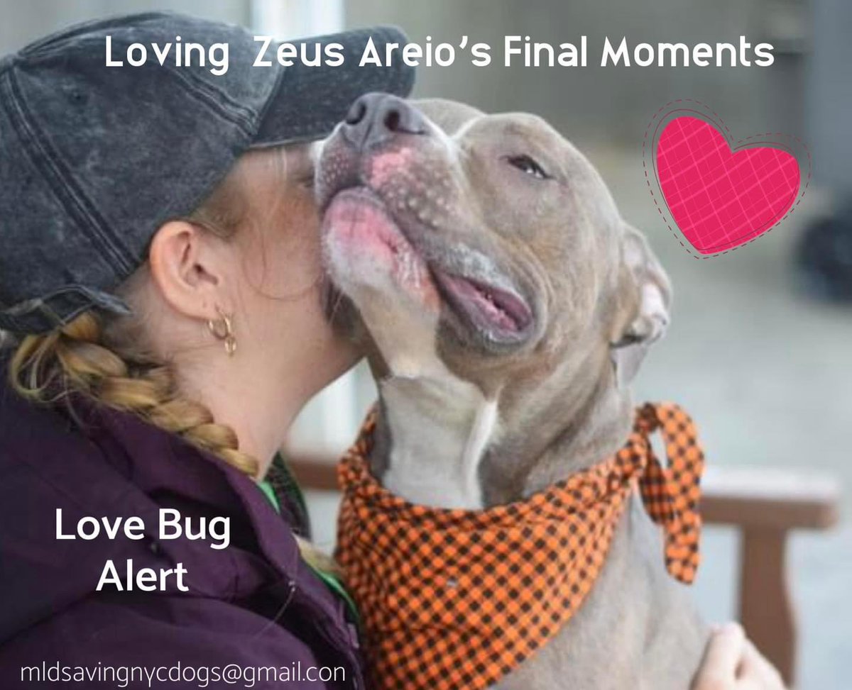 HOURS LEFT, DELISTED in preparation TBK in NYCACC: adopted and returned for being 'too active', Zeus Areios 181435 shouldn't lose his life for a 'family' who failed him. Described by his first family as friendly, outgoing and playful with strangers, kids and dogs, he's now been…