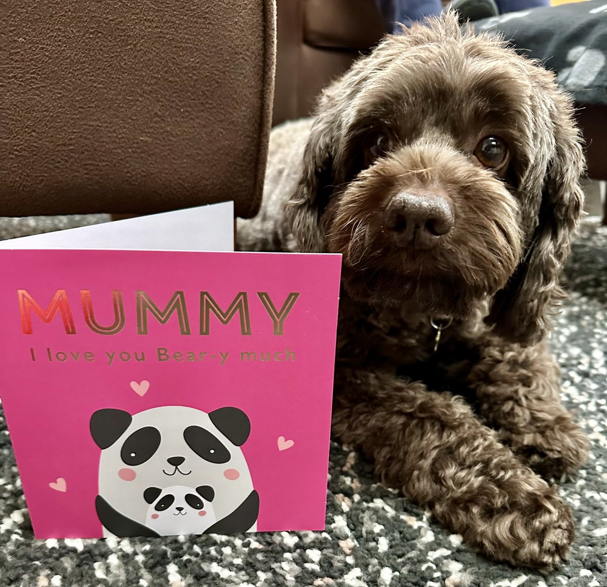 To my hoomum and all the other lovey mums - wishing you a great big happy Mother’s Day and smothering you all in doodle kisses 😘 🐾🐾 #mothersday2024