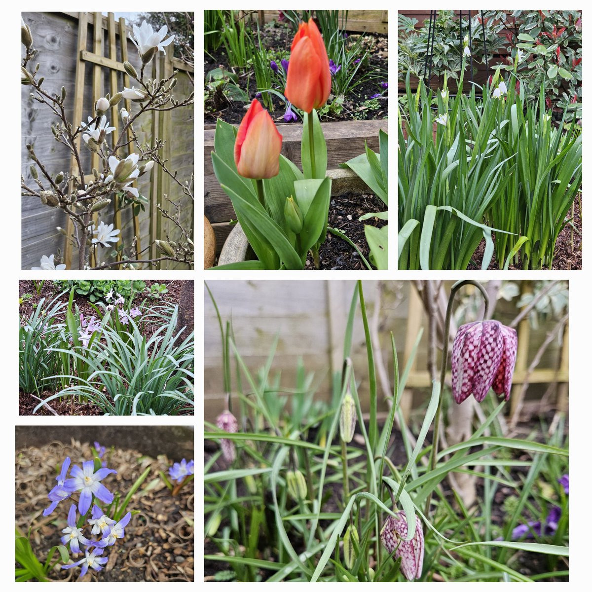 My six this Sunday from the garden for @AngieLewis_CH @RachelMMarsh @EstelleHitchon & anyone else who loves Spring doing it's thing! 💙