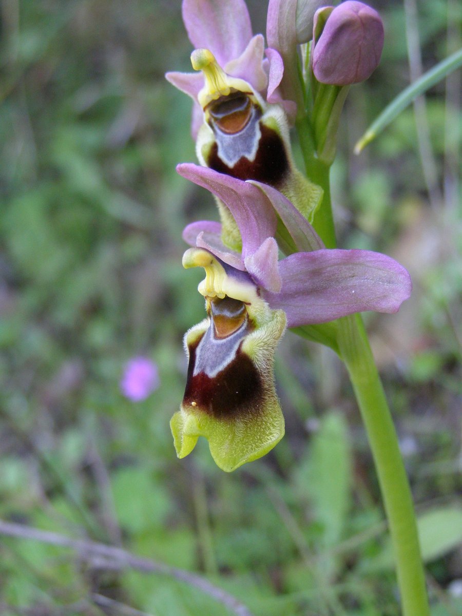 Ophrys tenthredinifera, the sawfly orchid #orchids #orchid #orchidee #ophrys #nature #wildlifephotography #plants #spring #hiking #hikingadventures #lesvos #lesvosnature #lesbos #Greece