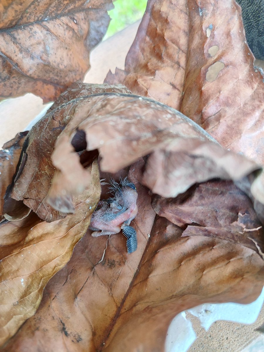 franml79's tweet photo. Encontramos un polluelo recién nacido en el @ParqueSamanes , preguntamos a los guardias para que alguien se haga cargo y no me dieron respuesta, igual con la gente de la granja del parque, nadie lo quiere, que podemos hacer @AquilesDAH https://t.co/W8So0jVb1A