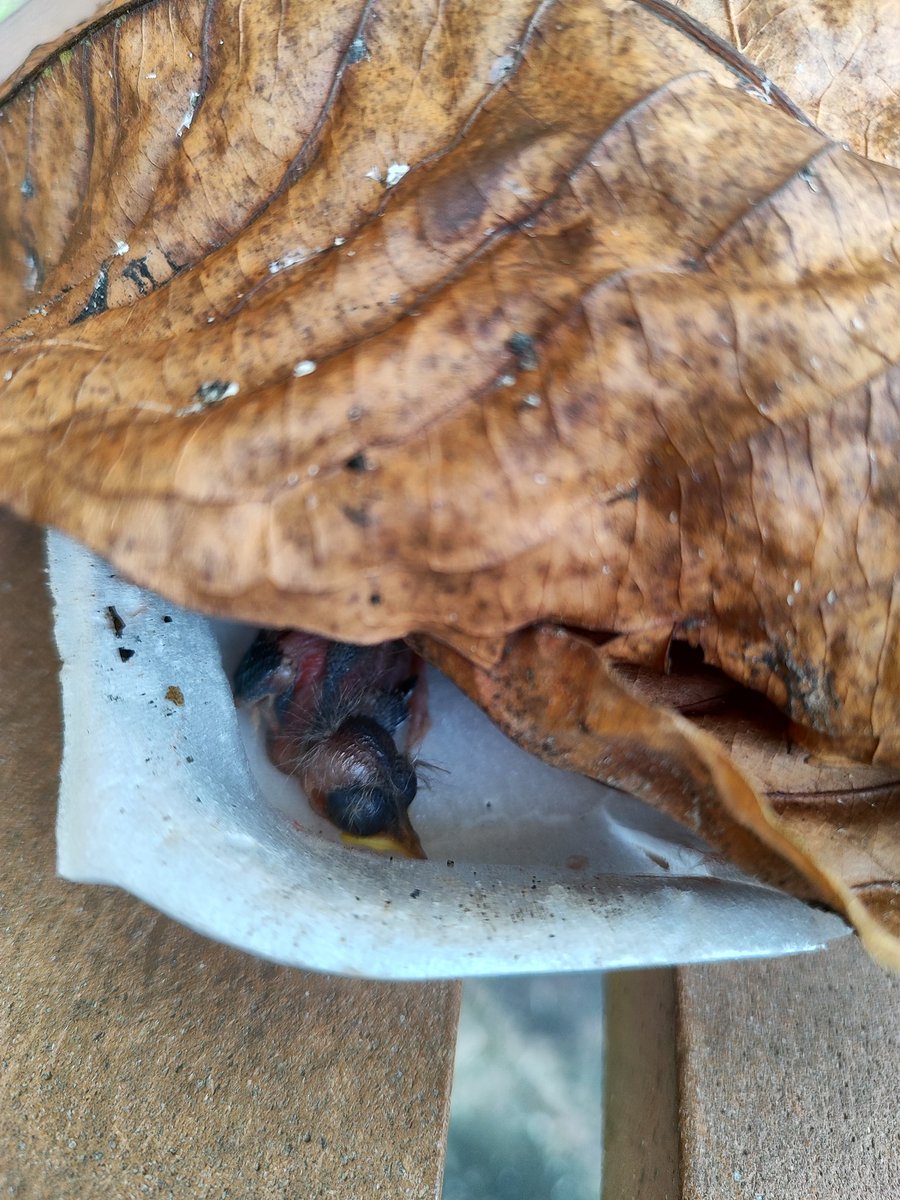 franml79's tweet photo. Encontramos un polluelo recién nacido en el @ParqueSamanes , preguntamos a los guardias para que alguien se haga cargo y no me dieron respuesta, igual con la gente de la granja del parque, nadie lo quiere, que podemos hacer @AquilesDAH https://t.co/W8So0jVb1A