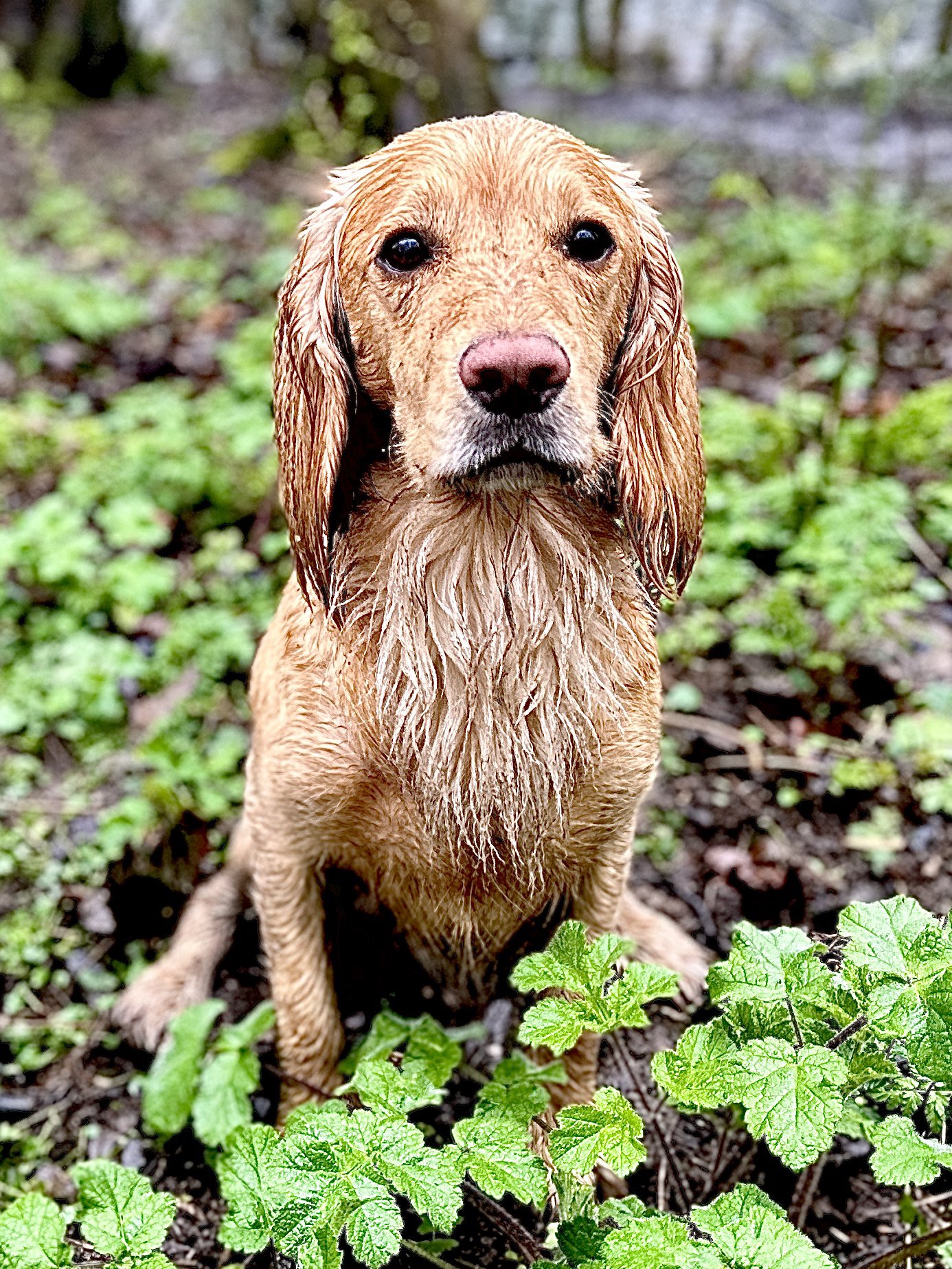 Spaniel near me sales