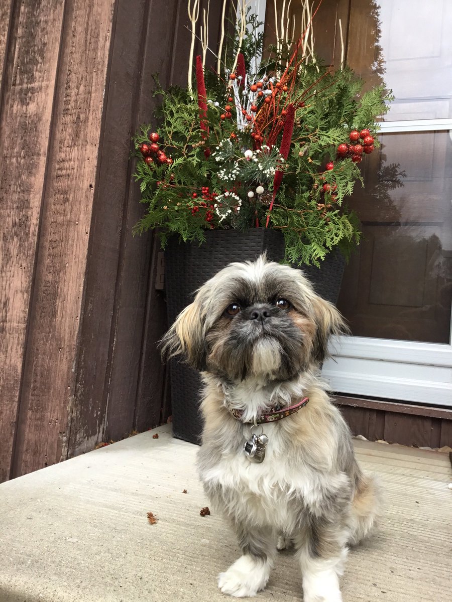 coffeeShihTzu tweet picture