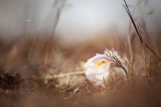 #springmood
#photo by Lain-AwakeAtNight on DeviantArt
#photography #NaturePhotograhpy