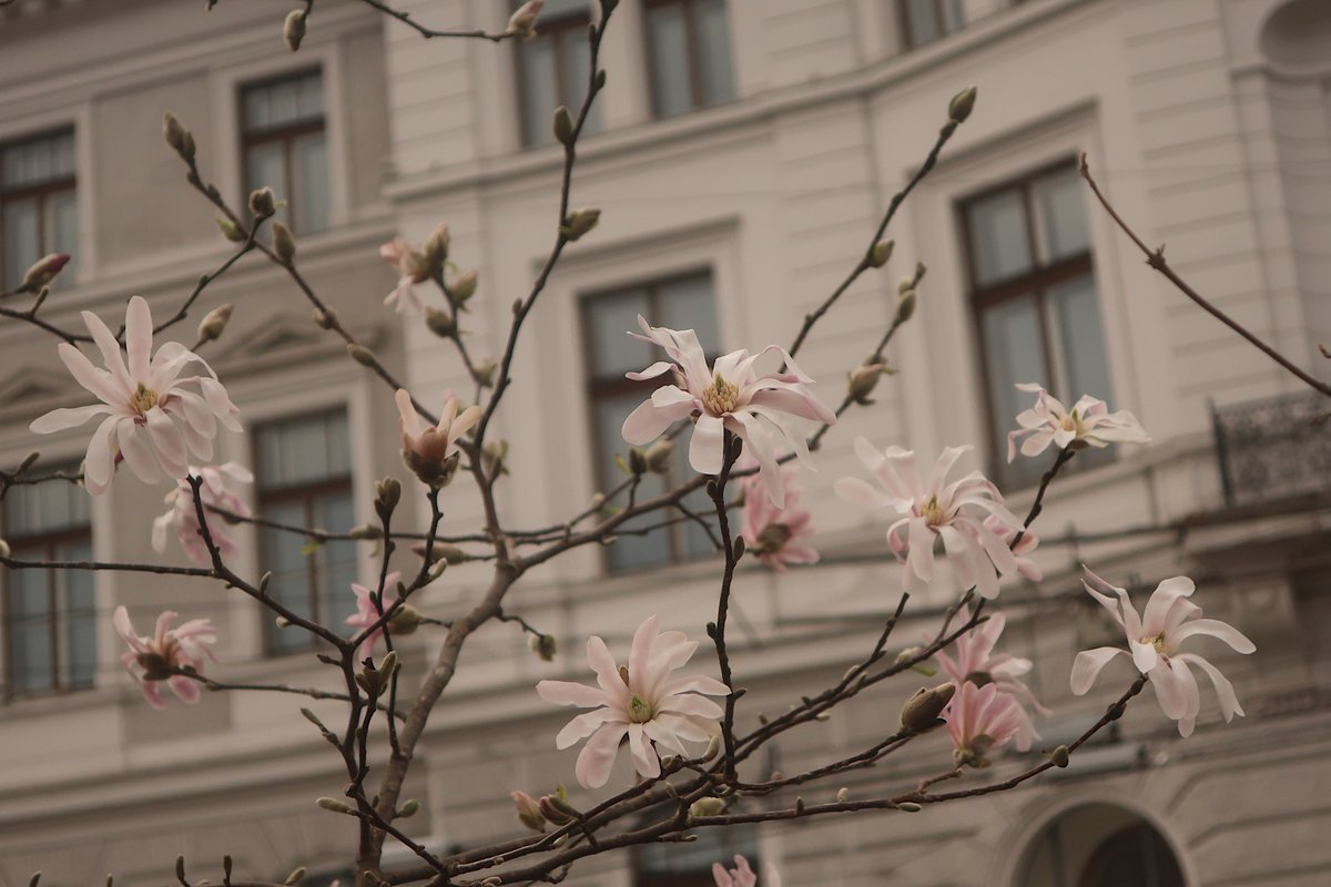 Die #Magnolien am #Makartplatz sind inzwischen weiter aufgeblüht und am #Rudolfsplatz blühen die #Sternmagnolien #Salzburg Mehr Fotos: claudia.co.at/sbg/magnolienb…