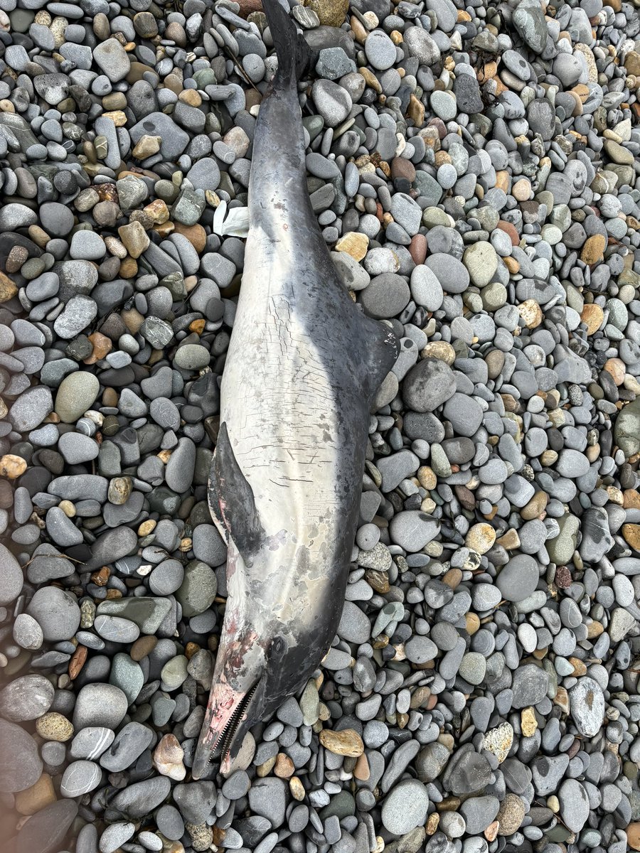 Dead harbour porpoise? In Killiney Beach @IWDGnews 💔