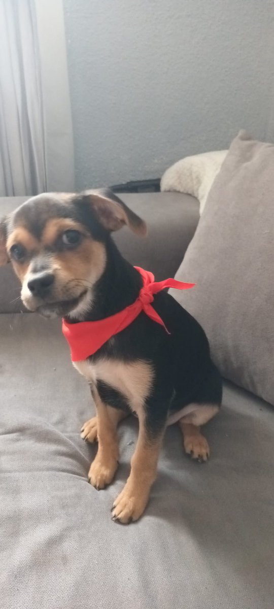 RosaCM1's tweet photo. A este precioso bebé, que se llama Milo y tiene tres meses, no pueden tenerlo en la casa que está 😔 necesita una familia que le adopte. Está en Madrid, si alguien está interesado que me escriba por privado. Gracias. https://t.co/D0fIhuXvKl