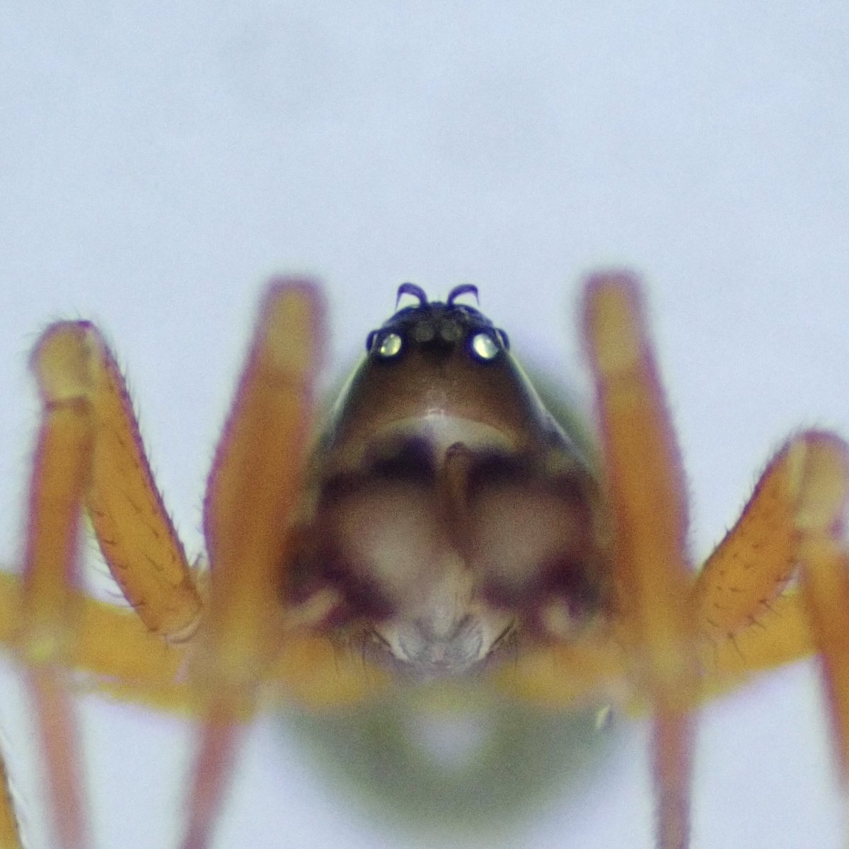 イチフサチョビヒゲヌカグモWalckenaeria ichifusaensis