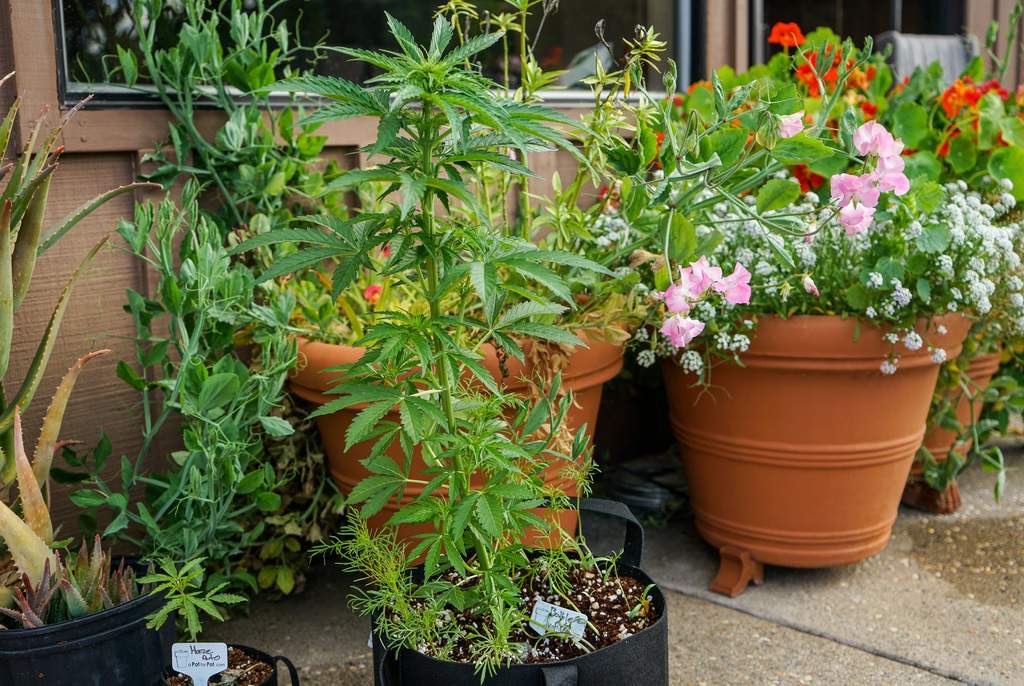 holistic__queen's tweet image. Good health grows in nature, especially when you can plant healing herbs in your backyard. #plantmedicine #changethestigma