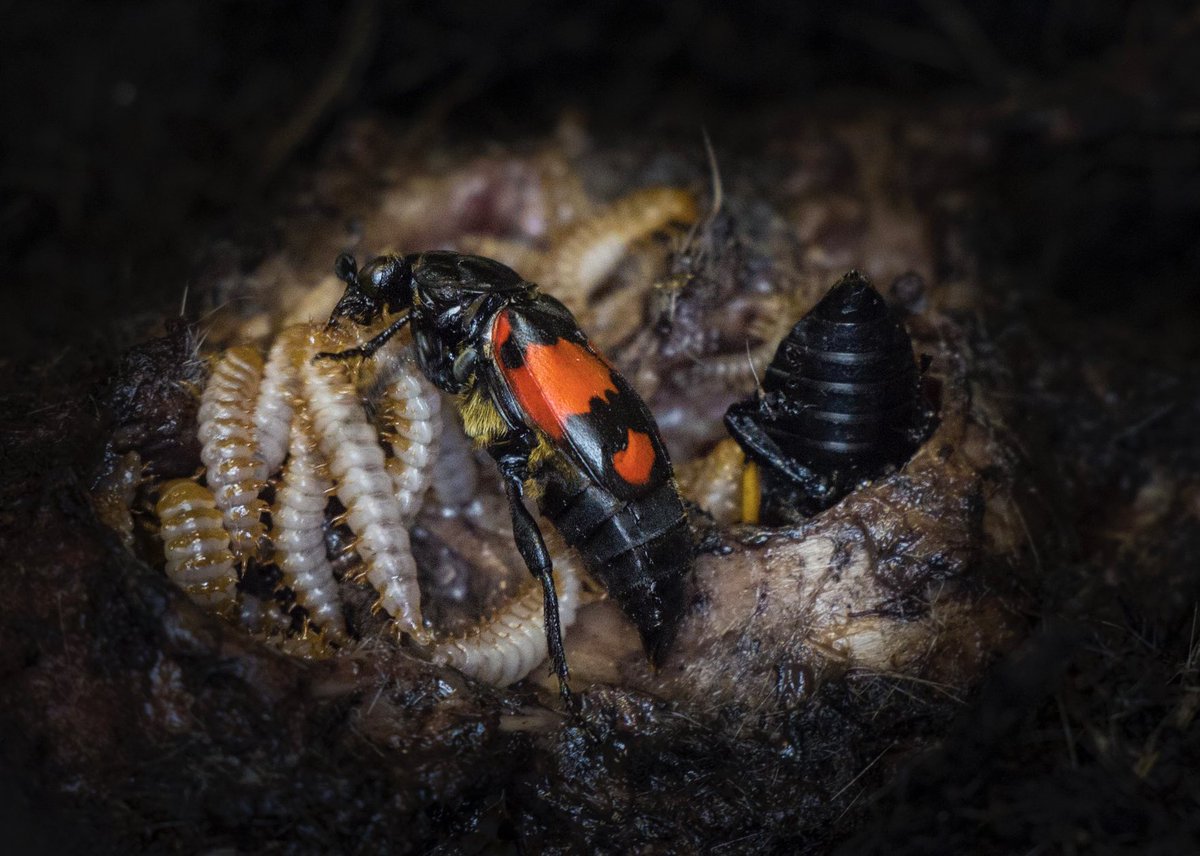 This #MothersDay, we want to give a shout out to all the incredible Burying beetle mums out there, working hard to protect and rear their offspring. From preparing the carcass, to regurgitating pre-digested flesh to the larvae - they are exceptional parents! ☺️ 📷 @TomRatz01