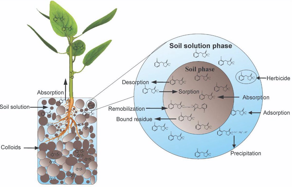 The sorption and desorption processes of herbicides are complex between the soil solution (liquid phase) and the soil colloids (solid phase) and are outlined in Figure.