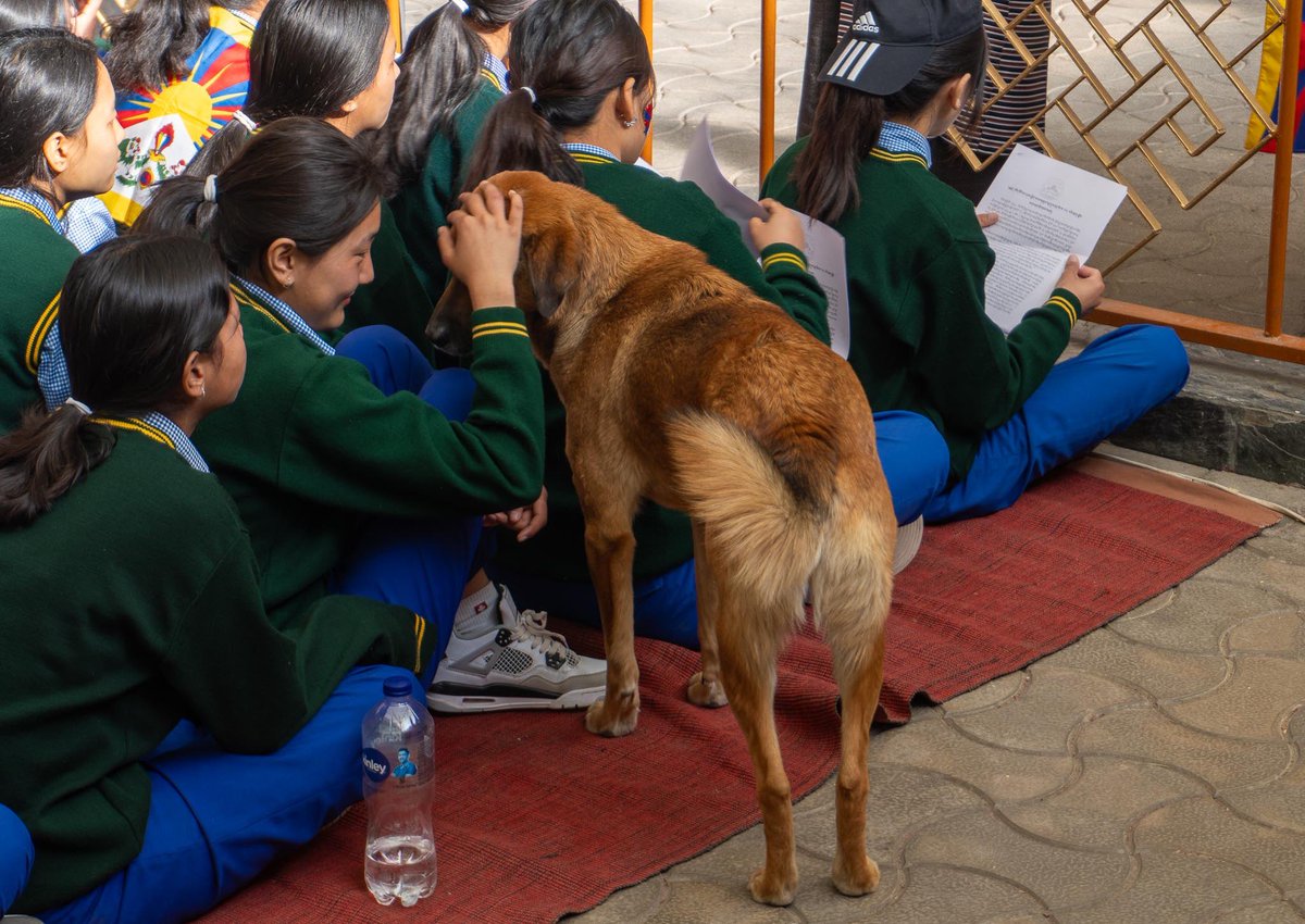 bobbydevito's tweet photo. The guest of honor in the TCV section got lots of love 🐕
#desidogs
#pariahdogs
#templedogs
#TibetanUprisingDay
#TibetanNationalUprisingDay
#TibetUprisingDay https://t.co/GexSlZ2zxI