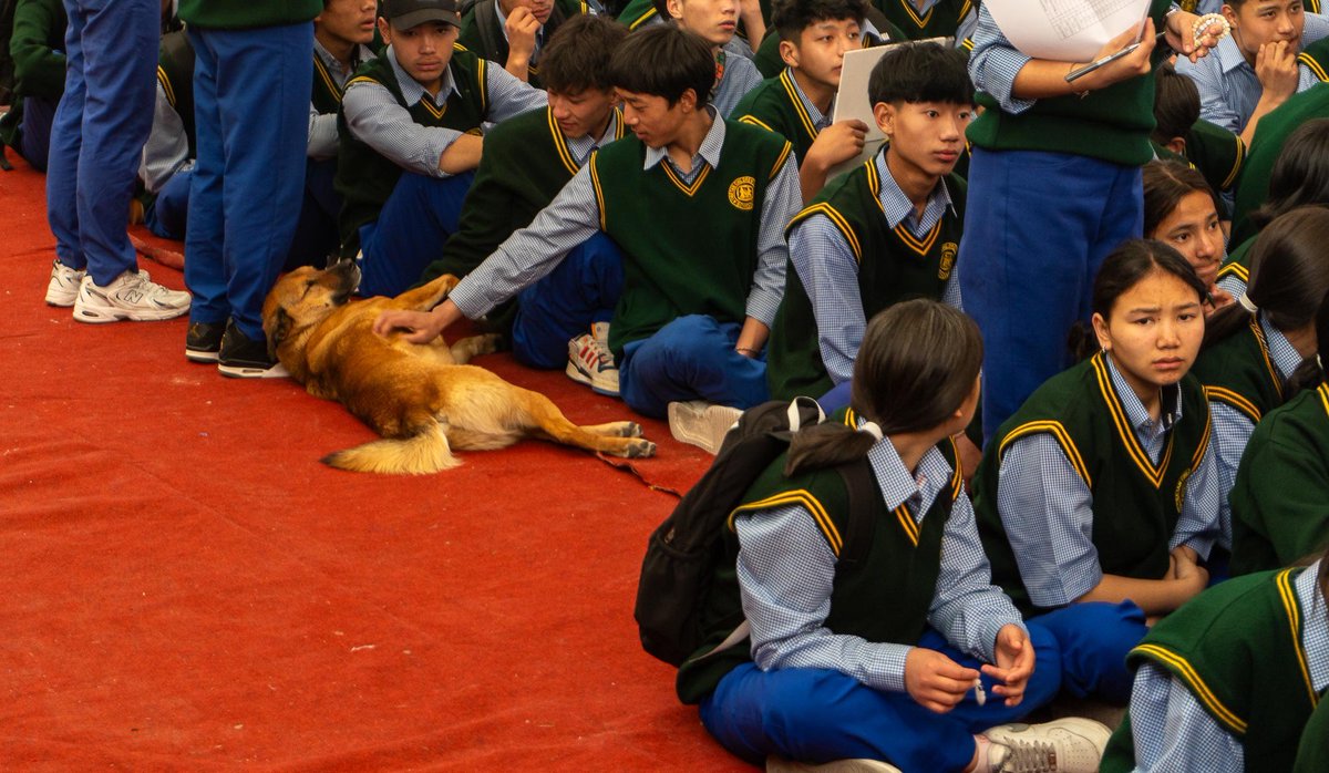 bobbydevito's tweet photo. The guest of honor in the TCV section got lots of love 🐕
#desidogs
#pariahdogs
#templedogs
#TibetanUprisingDay
#TibetanNationalUprisingDay
#TibetUprisingDay https://t.co/GexSlZ2zxI
