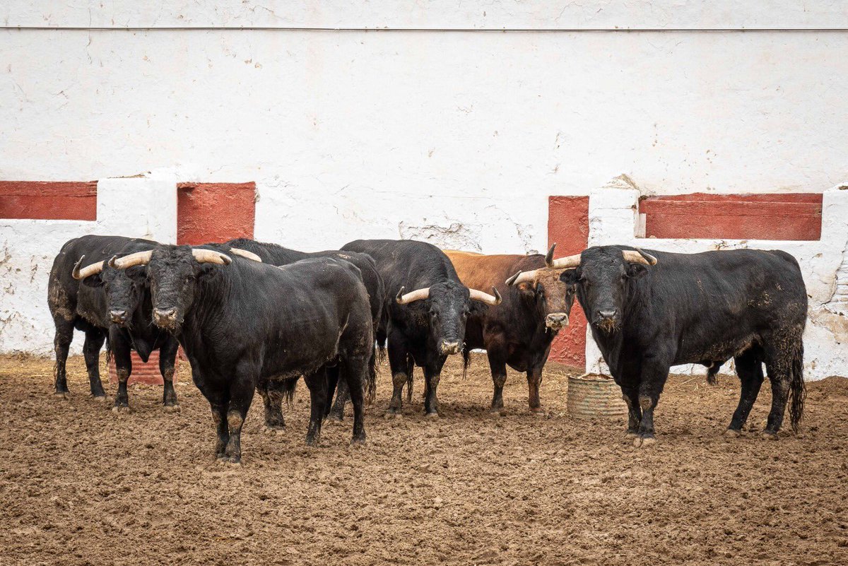 aplausos's tweet photo. 📷ORDEN DE LIDIA I Cuatro toros de Puerto de San Lorenzo y dos de La Ventana del Puerto para el cierre de La Magdalena

@toroscastellon @infoCastella @IJMManzanares @aletalavante 

https://t.co/2z7fLMfqEn https://t.co/HdW9PALmTE