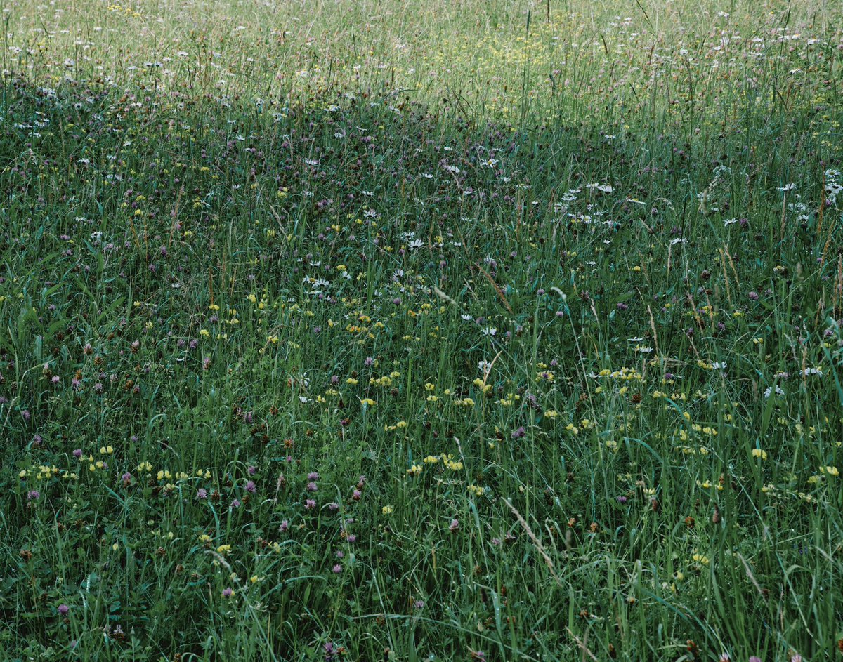 GM✨✨✨
happy Sunday✨✨✨
touch some grass✨✨✨
LAND soon <a href="/foundation/">Foundation 🌐</a>