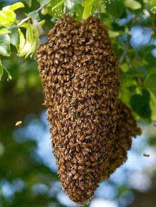 DelphineSankara's tweet photo. 🔴CIV🇨🇮/Devoir de Mémoire !

Le Pacte de l'abeille est une marque de la Reine #Sabou de l'empire #Koukia.

@AfricaforBTC, en 2011, les abeilles mystiques ont été utilisées à #Toulepleu par une dame #THaï.

Savez que l'abeille même lorsqu'il te pique, il va directement mourir.
1/2 https://t.co/kTZF5UBKJF
