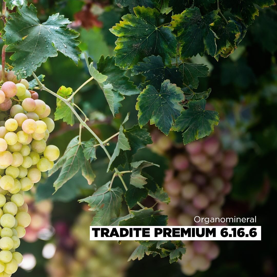 Üzüm yetiştiriciliğinde bitki besleme için Tradite Premium 6.16.6. Tradite Premium bitkinin yaşına göre kullanım miktarı değişen, organomineral taban gübresidir. Zengin içeriğiyle toprağınızı besler, mahsülünüzün daha kaliteli olmasını sağlar. 🍃 #DahaVerimli #Tarım #Hektaş