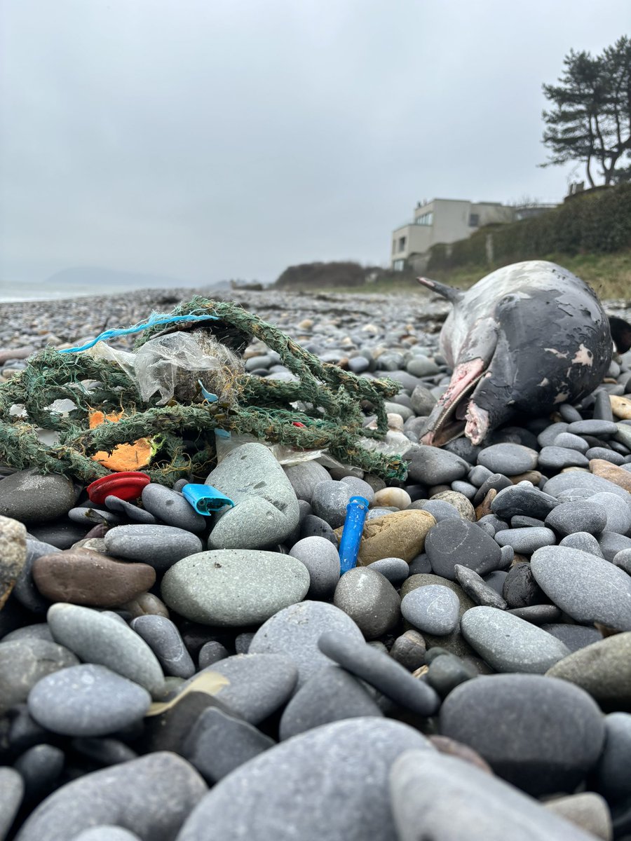 We know this is a ‘sensational’ photo but this is how much rubbish we were able to get within a metre of the harbour porpoise… our marine animals don’t stand a chance with the pollution they swim in.