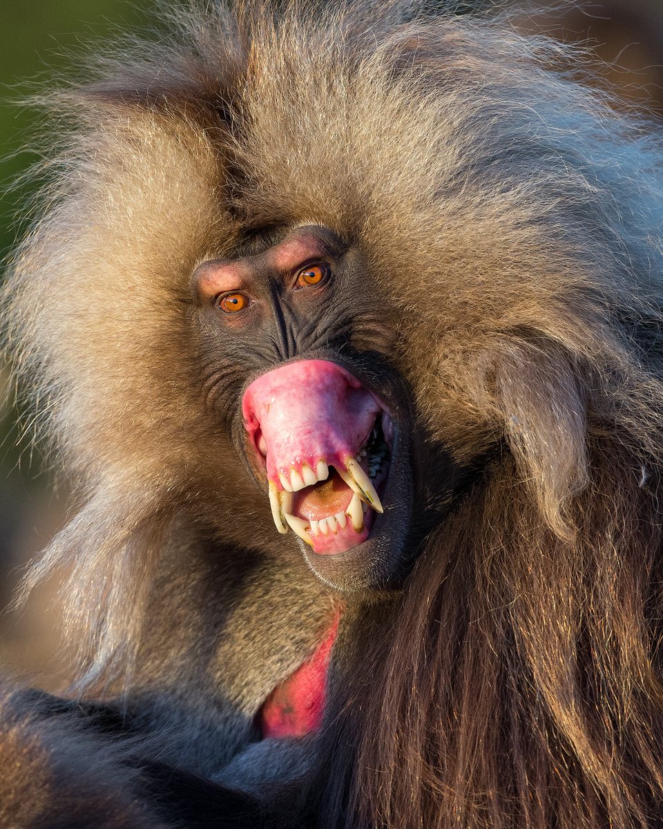 PINK THREAT / Gelada alpha male sending one of the most dramatic threats seen amongst mammals, the 'flip-lip' display. The gelada has evolved unique muscles to make this facial expression, allowing it to display its long daggers framed in pink so you really notice them. Ethiopia.