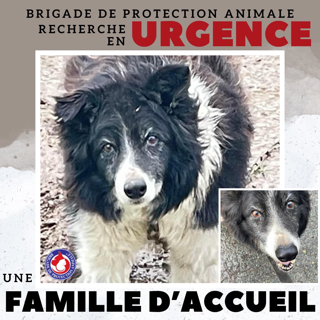 Brigade_BPA's tweet photo. 🆘 #RECHERCHE #FAMILLE D’ACCUEIL 🆘 

Cesar est un #gentil #bordercollie de 13 ans, qui vivait à l’attache. Pris en charge il y a 15 jours, nous lui recherchons en #URGENCE une nouvelle famille d’accueil, voire des #adoptants.

Disponible 👉 https://t.co/uvMn2Hmrf9

#BPA #chien https://t.co/KHpptekzCW