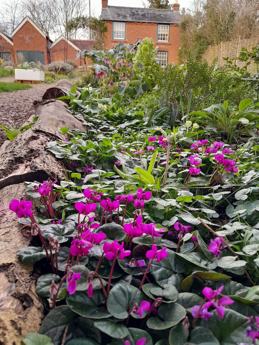 Perfect pink (or are they purple? 🤔) cyclamen at the bottom of the birthplace cottage garden. Come & explore and enjoy coffee & cake at Little Al's new cafe! We're open 10am - 5pm every Friday, Saturday, Sunday & Monday. #WorcestershireHour 📷 Katherine Alker