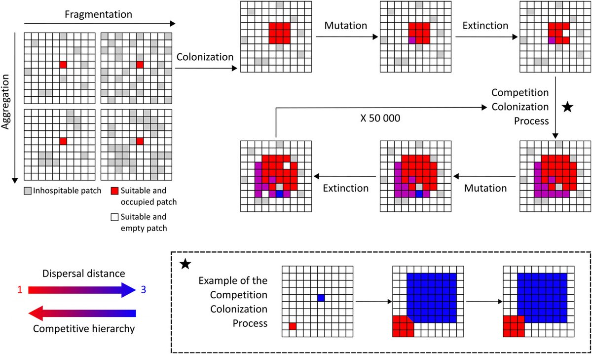 Evolution of dispersal and the maintenance of fragmented metapopulations doi.org/10.1111/oik.10… @NordicOikos @WileyEcolEvol @BasileFinand #OpenAccess #ecology #landscape #fragmentation #mutation #extinction #colonization #competition