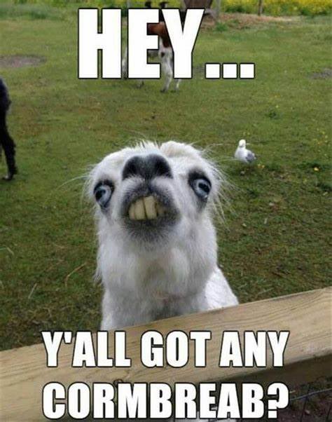 yourwinninglife's tweet photo. #funny https://t.co/JoGuLaDU8r