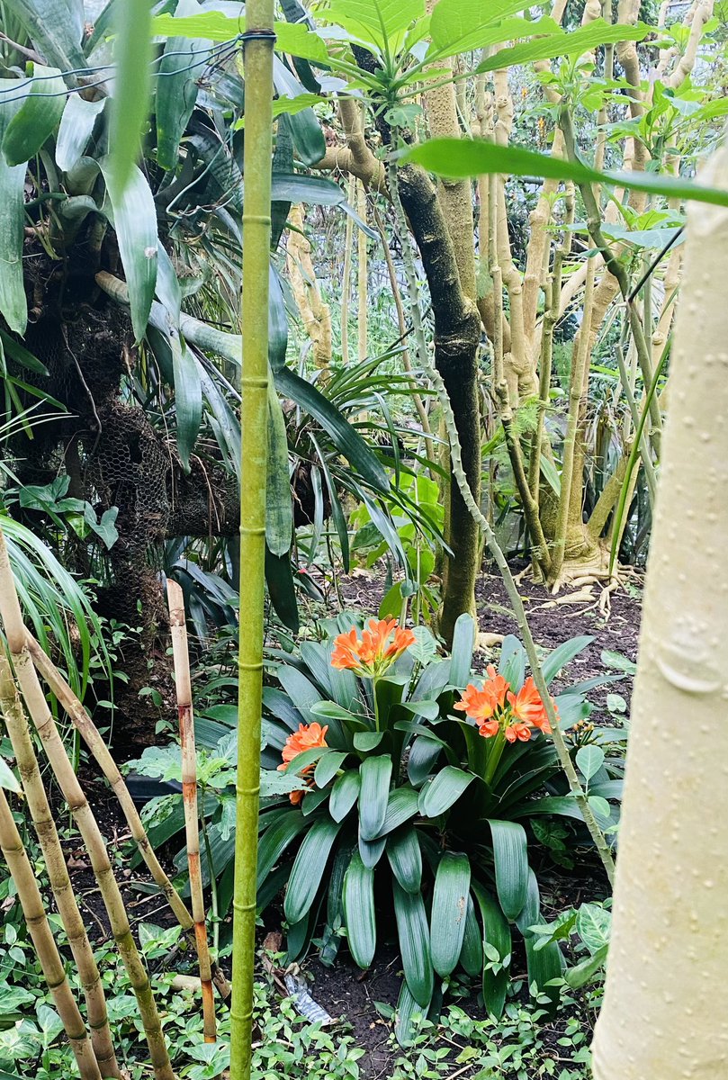 Juggling_Words's tweet photo. A gentle meander around Roath Park Botanical Gardens is always fuel for the soul. 🚶♂️
From coffee & asparagus plants, to turtles & waterfalls, alongside flowers that blossom like birds, it’s a feast for the senses.
#ADayInTheLife #Parklife 🌳
#CardiffKid #RandomSnaps 📸 https://t.co/05ZcxofUTv
