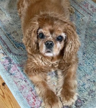 #LOST #DOG NAME NOT GIVEN 
Older Adult #Male #KingCharlesSpaniel Tan
#Missing from Gunterstone Road #Kensington 
#London #W14 South East on
Sunday 10th March 2024 
#DogLostUK #Lostdog #ScanMe 

doglost.co.uk/dog/190923