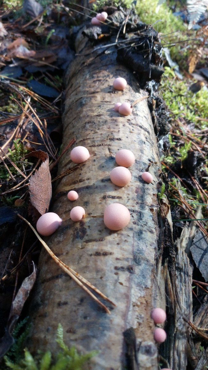 LX8111's tweet photo. #Blutmilchpilz #Wolfsmilch #LycogalaEpidendrum #Wolfsmilk #Schleimpilz #SlimeMold #SlimeMoldSunday from october. https://t.co/i01XhWJL0f