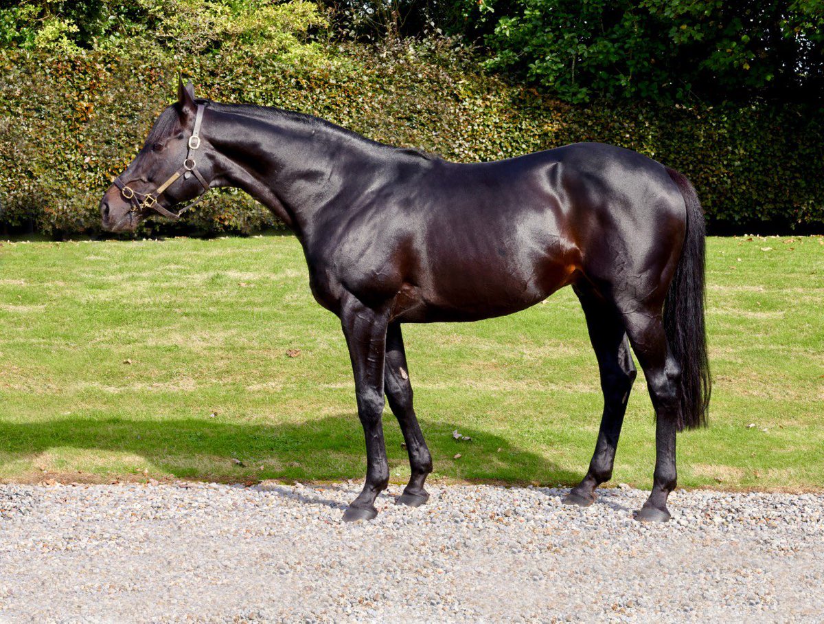 Impressive 4YO Maiden winner by HARZAND (pic) as newcomer GENTLEMAN TOBOOT draws 12 lengths clear at Lingstown for Jimmy Kelly and owner/breeder Pat McCarthy ✨