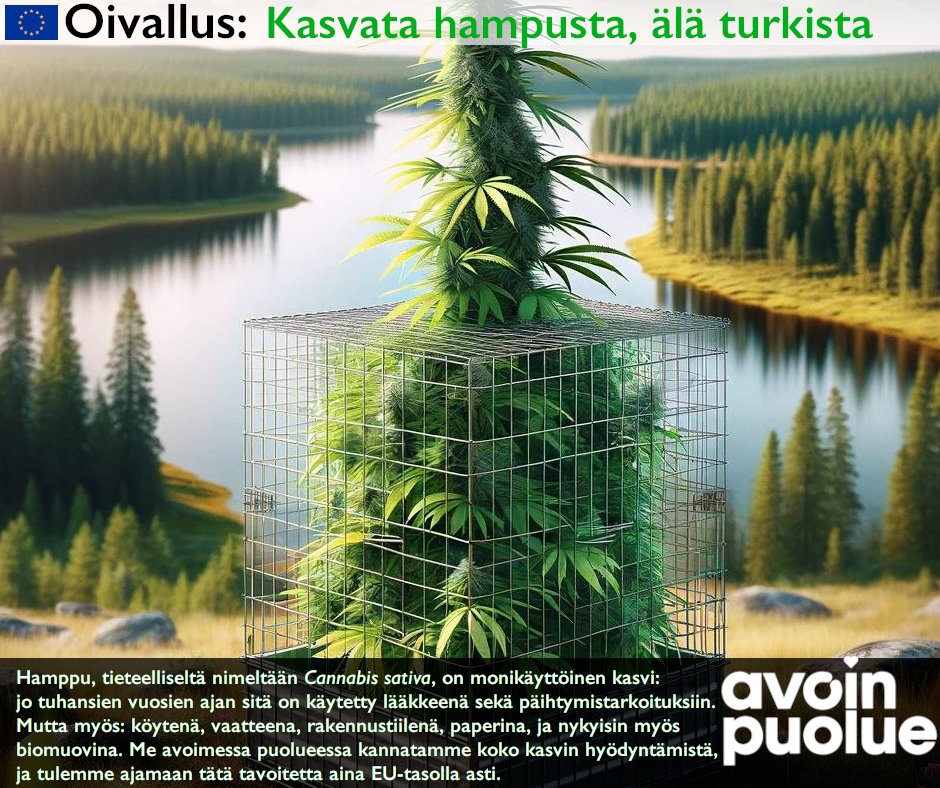 16 000 vuotta viljelty kasvi. Paitsi viimeisenä 70v koska 'huumausaine'. Suomessa jos pellolla yli 0,20% THC-pitoisuudella hamppua, on viljelijä rikollinen. Suomessa hyödynnetään hampusta vain siemenet ja kuitu. Avoin puolue kannattaa koko kasvin hyödyntämistä kaikkialla EU:ssa