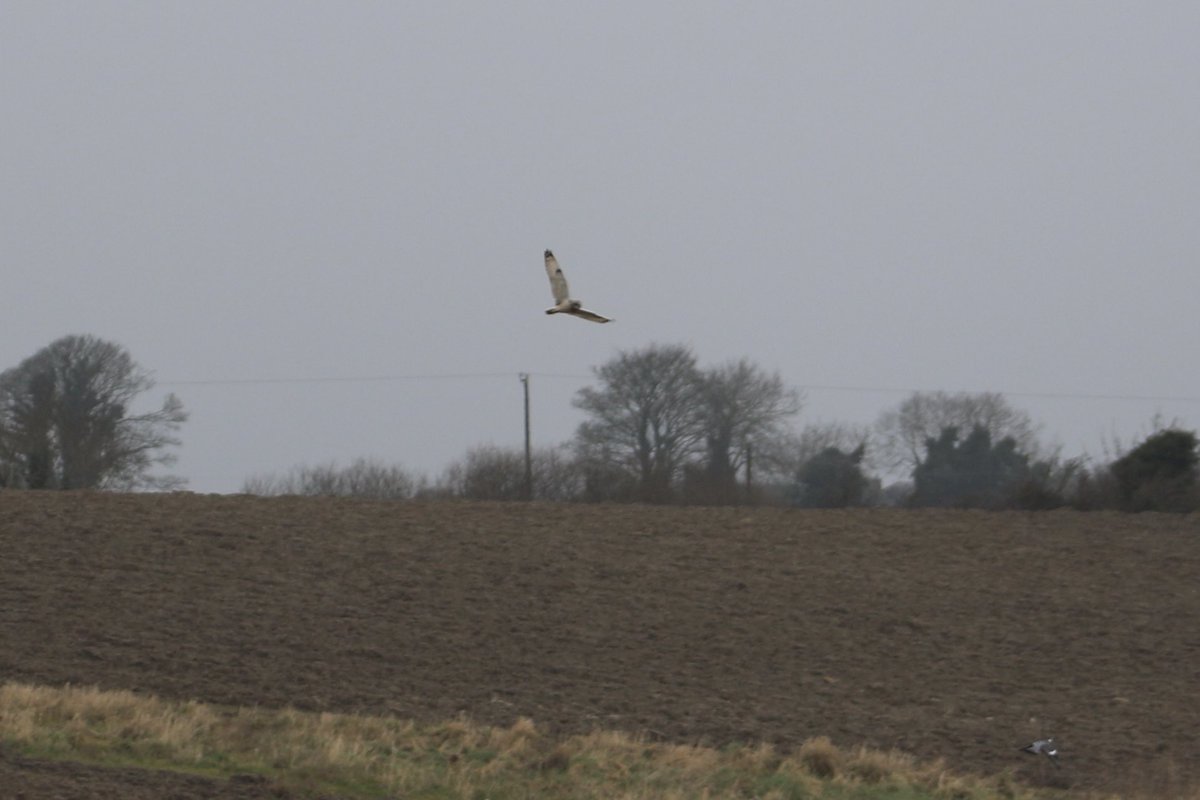 John McNally tweet media