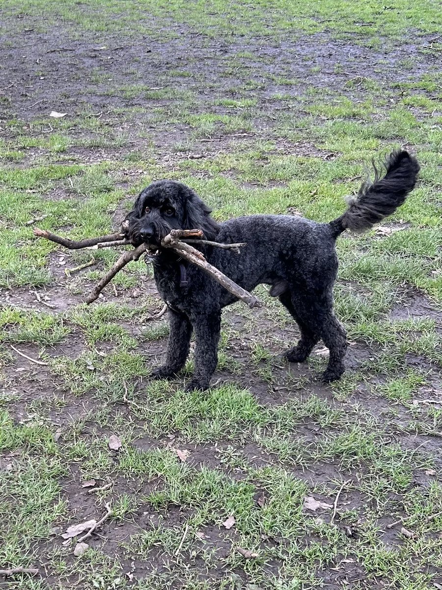 Now we just need to teach him”drop”!