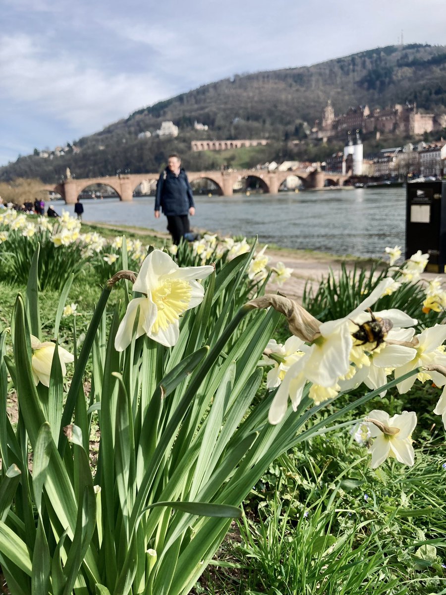 Heidelberg, blumig, schönen Sonntag!
