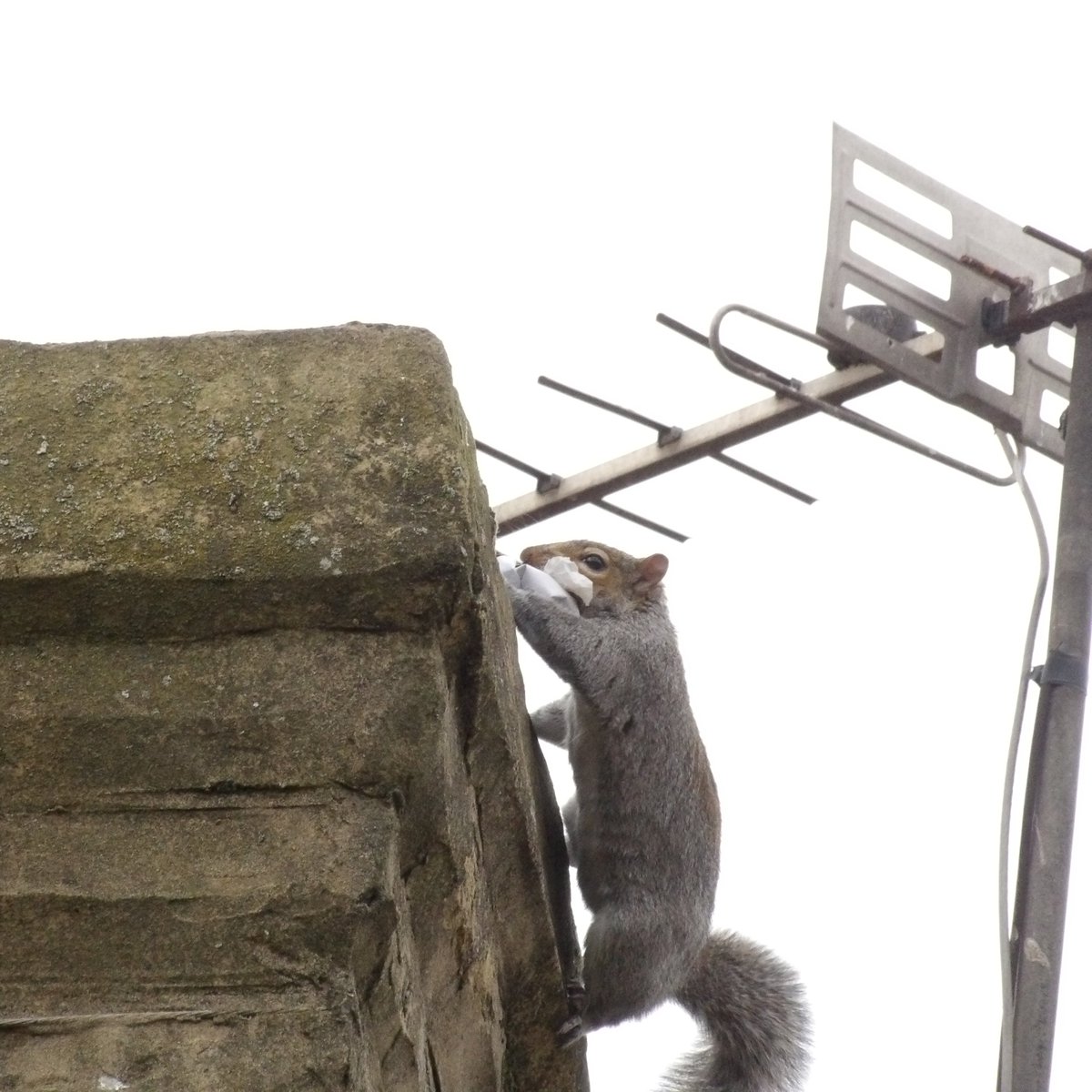 Nesquik1962's tweet photo. #Squirrels #MothersDay past. #Zippy #Scarfy #Sooty #Chimney 
#squirrelscrolling https://t.co/rgJFnLEnUH