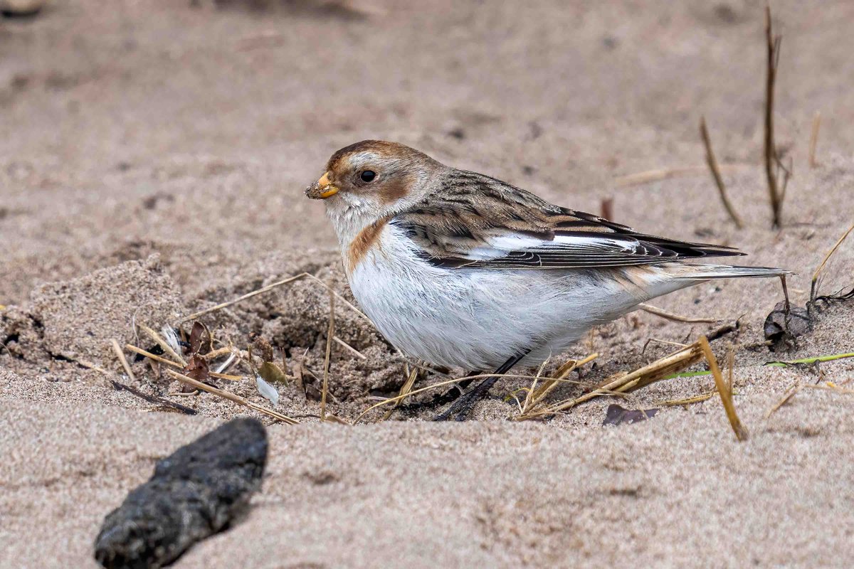 Snow Bunting on Ayr beach today, beside the harbour's South Pier.
#Birds #birdwatching #birdphotography