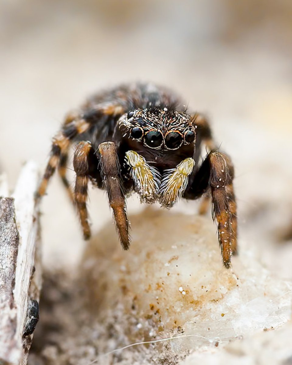 It's cold outside, so here's a little jumper (Euophrys petrensis). #macro #macrophotography #spider #salticidae #nature #wildlife #jumpingspider #wildlife #animals #love @MacroHour @Mariposa_Nature @Greenwings @BuglifeScotland @Buzz_dont_tweet @RoyEntSoc @insectweek