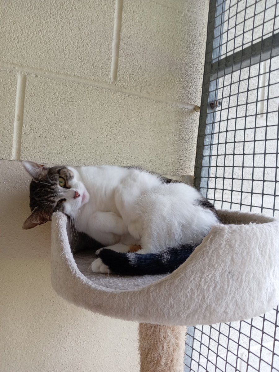 Gablesdogscats's tweet photo. CAT OF THE MONTH
Cracker enjoys getting comfy in her cat tree... even if sometimes she is comfier than others!
https://t.co/ur2CCXZe9T π§‘
#rescuecatofx #rescuecats #rescuecatsoftwitter #rescuecatsofx #catsofx #catsoftwitter #catofthemonth #CrackerCat #CrackerCatOfTheMonth https://t.co/uYZXOMtCpm