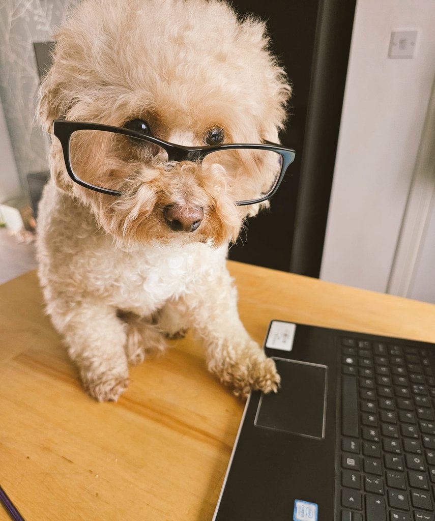 Out of office is working well.... 💻📱<a href="/DogsOfTurf/">Dogs Of Turf</a> #Weekend #Turfdogs