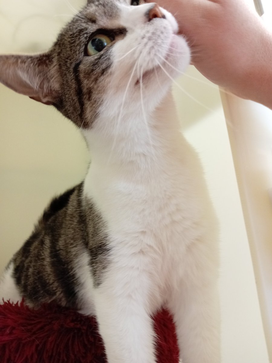 Gablesdogscats's tweet photo. CAT OF THE MONTH
Cracker's ready for her close up π»
https://t.co/ur2CCXZe9T π§‘
#rescuecatofx #rescuecats #rescuecatsoftwitter #rescuecatsofx #catsofx #catsoftwitter #adoptme #rescueme #ineedahome #plymouth #plymouthuk #catofthemonth #CrackerCat #CrackerCatOfTheMonth #COTM https://t.co/aNa3JO5vzq