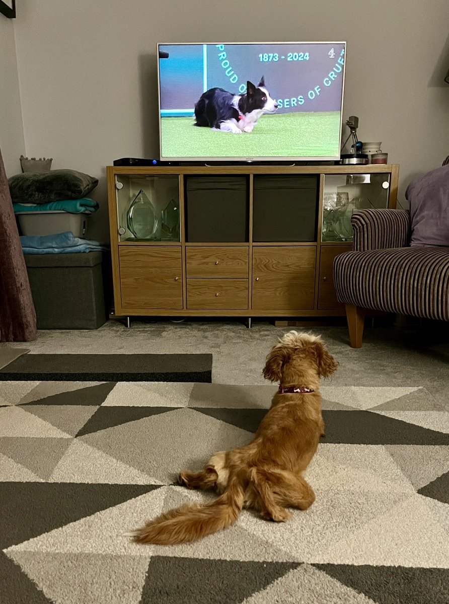 Poppy our 18month old Cavapoo enjoyed the agility yesterday but can’t wait for the fly ball finals later. Woof woof 🐶 
<a href="/clarebalding/">Clare Balding 💙</a> <a href="/Crufts/">Crufts</a> <a href="/Channel4/">Channel 4</a>