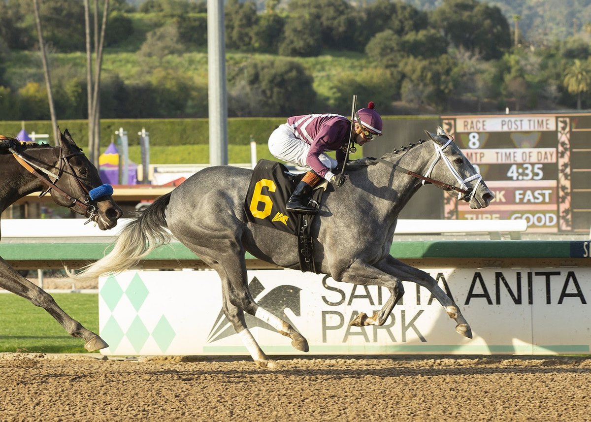 Sweet Azteca = 103 Beyer wire-wire easy pace G1 Beholder Mile on Sat at SA, tr Michael McCarthy, Flavien Prat, owner-breeder Pam Ziebarth. Kinza = 92 G3 Santa Ysabel 3yo fillies, Mucho del Oro = 96 G3 San Simeon turf sprint, Vlahos = 98 MSW sprint. (Sweet Azteca, Benoit Photo)