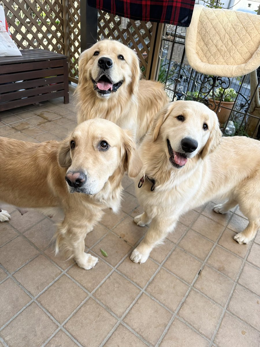 子犬達の
ママ犬クレア
パパ犬ムク
今日は２歳と３歳の誕生日
#goldenretriver #ゴールデンレトリバー #子犬