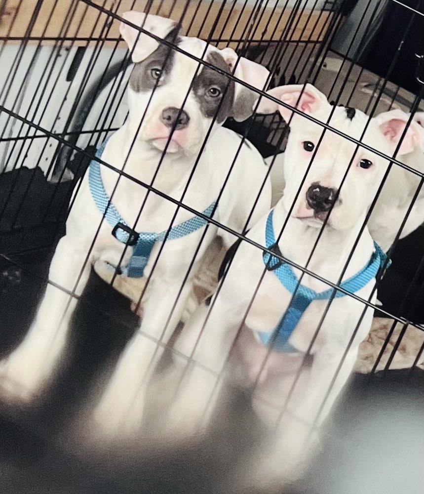 MilwaukeeJimbo's tweet photo. bully • staffy mix https://t.co/siZezeK599