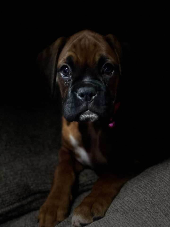 Boxer Lovers tweet media